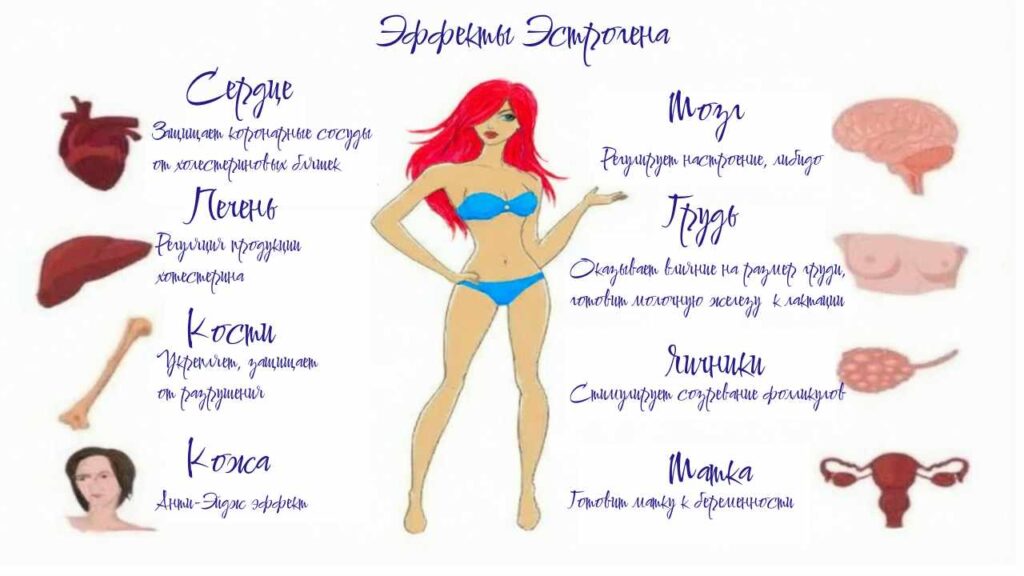 Эстрогены стимулируют выработку коллагена